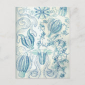 Ctenophorae Briefkaart (Voorkant)