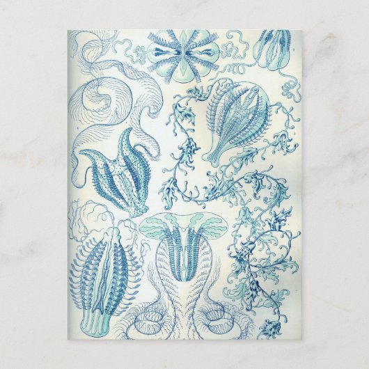 Ctenophorae Briefkaart (Voorkant)