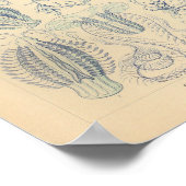  Ctenophorae Color Ernst Haeckel Print (Hoek)