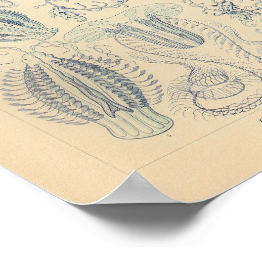 Ctenophorae Color Ernst Haeckel Print (Hoek)