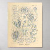 Ctenophorae Color Ernst Haeckel Print (Voorkant)