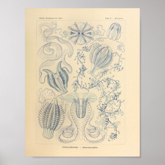  Ctenophorae Color Ernst Haeckel Print (Voorkant)