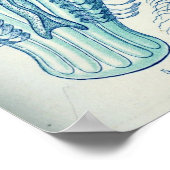 Ctenophorae Poster (Hoek)