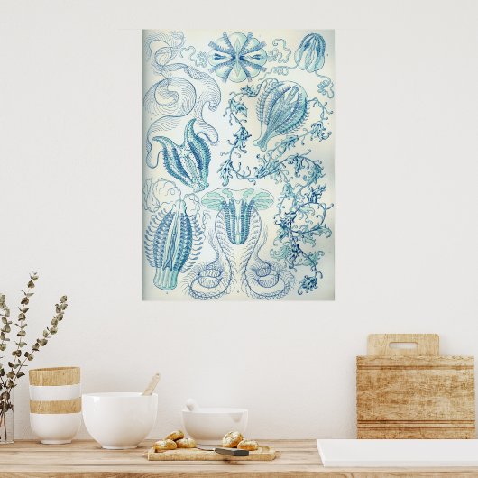 Ctenophorae Poster (Keuken)