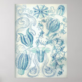 Ctenophorae Poster (Voorkant)
