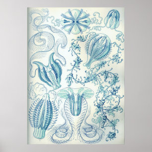 Ctenophorae Poster