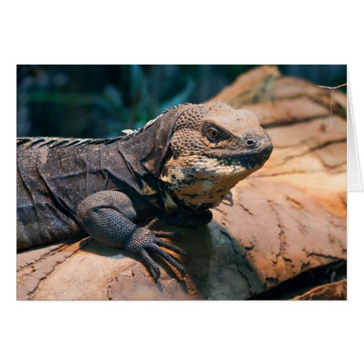 Ctenosaura melanosterna (Voorkant Horizontaal)