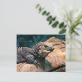 Ctenosaura melanosterna briefkaart (Staand voorkant)