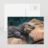 Ctenosaura melanosterna briefkaart (Voorkant / Achterkant)