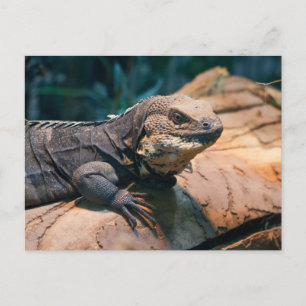 Ctenosaura melanosterna briefkaart