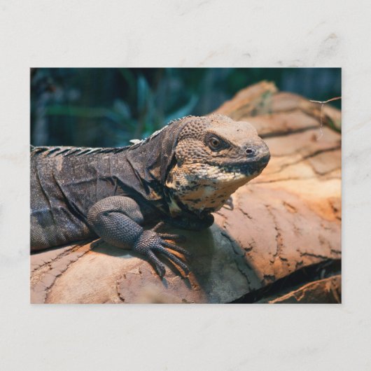 Ctenosaura melanosterna briefkaart (Voorkant)