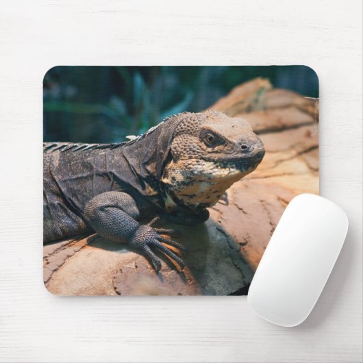 Ctenosaura melanosterna muismat (Met muis)