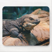 Ctenosaura melanosterna muismat (Voorkant)