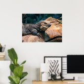 Ctenosaura melanosterna poster (Thuiskantoor)