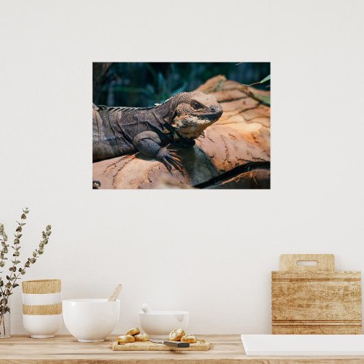 Ctenosaura melanosterna poster (Keuken)
