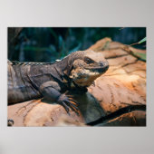 Ctenosaura melanosterna poster (Voorkant)