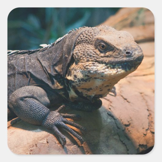 Ctenosaura melanosterna vierkante sticker (Voorkant)