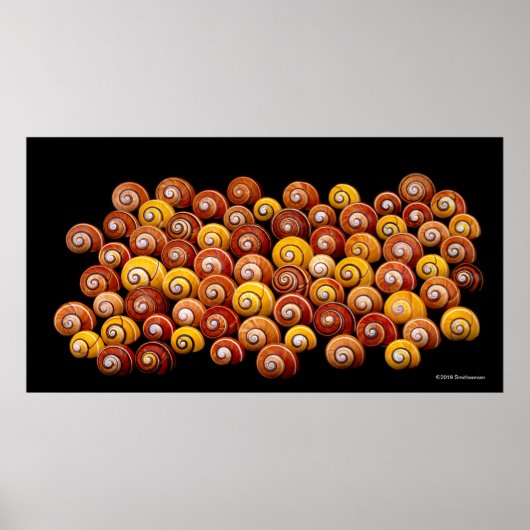 Cubaanse boomslakken poster (Voorkant)