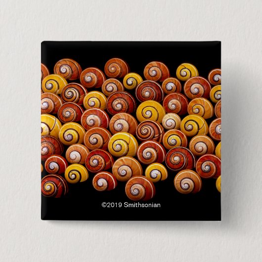 Cubaanse boomslakken vierkante button 5,1 cm (Voorkant)