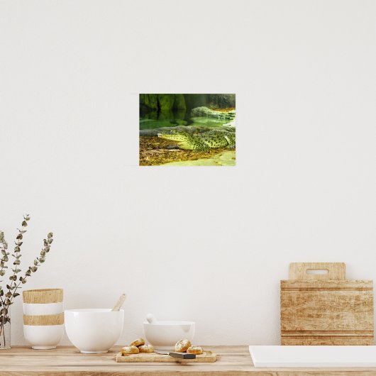 Cubaanse krokodil poster (Keuken)