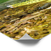 Cubaanse krokodil poster (Hoek)