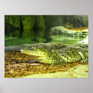 Cubaanse krokodil poster