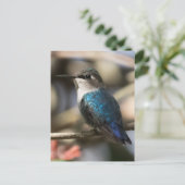 Cuban Bee Hummingbird Briefkaart (Staand voorkant)