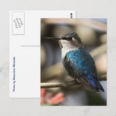 Cuban Bee Hummingbird Briefkaart (Voorkant / Achterkant)