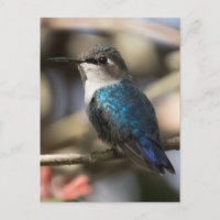 Cuban Bee Hummingbird