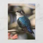 Cuban Bee Hummingbird Briefkaart (Voorkant)