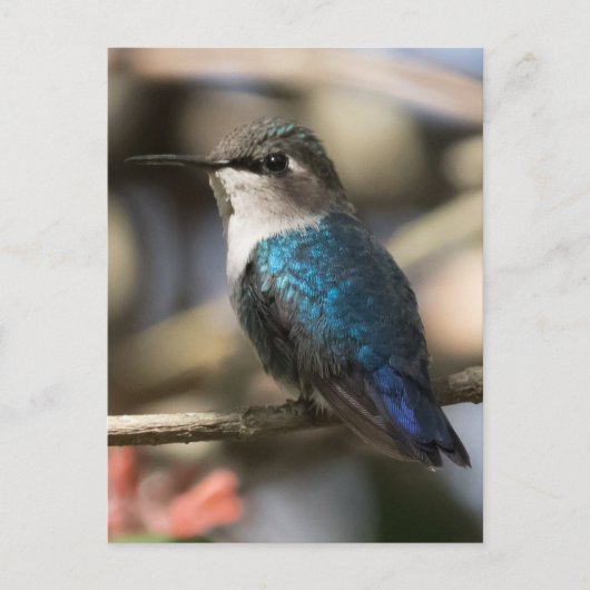 Cuban Bee Hummingbird Briefkaart (Voorkant)