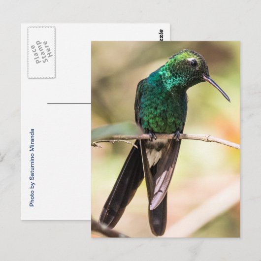 Cuban Emerald Hummingbird Briefkaart (Voorkant / Achterkant)