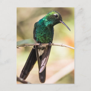 Cuban Emerald Hummingbird Briefkaart