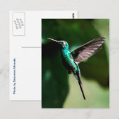 Cuban Emerald Hummingbird Flying Briefkaart (Voorkant / Achterkant)