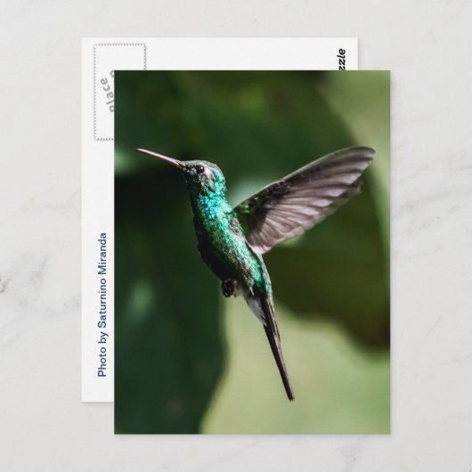 Cuban Emerald Hummingbird Flying Briefkaart (Voorkant / Achterkant)