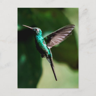 Cuban Emerald Hummingbird Flying Briefkaart
