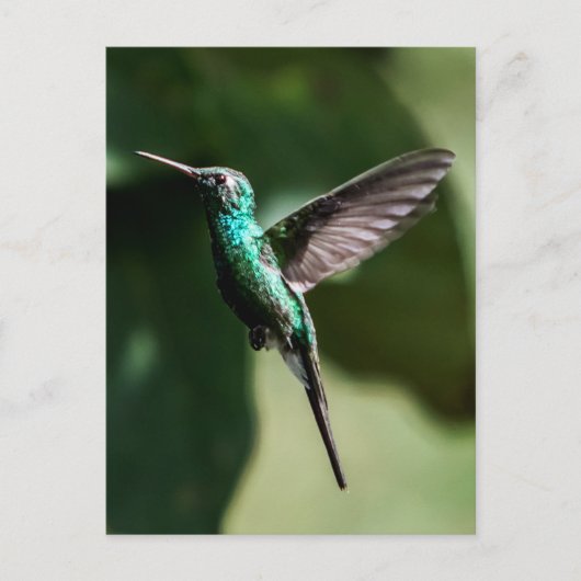 Cuban Emerald Hummingbird Flying Briefkaart (Voorkant)