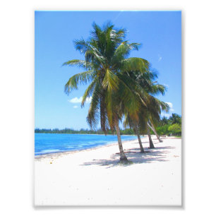 Cuban Palm Trees Foto Afdruk