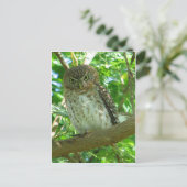 Cuban Pygmy-owl Briefkaart (Staand voorkant)