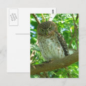 Cuban Pygmy-owl Briefkaart (Voorkant / Achterkant)