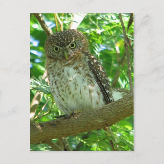 Cuban Pygmy-owl Briefkaart (Voorkant)