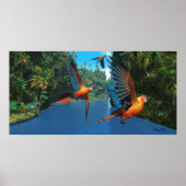 Cuban Red Macaw 2 Poster (Voorkant)
