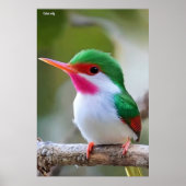 Cuban tody  poster (Voorkant)