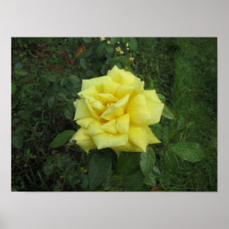 Cubistische Roos Poster