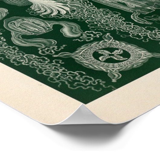 Cubomedusae Color Ernst Haeckel Art Print (Hoek)