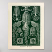 Cubomedusae Color Ernst Haeckel Art Print (Voorkant)