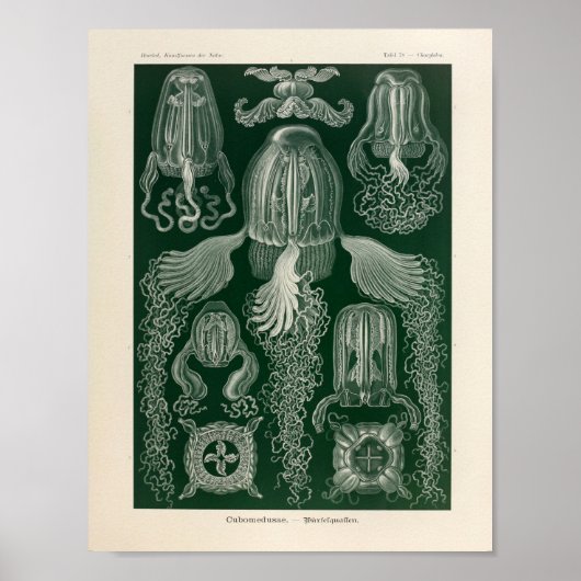 Cubomedusae Color Ernst Haeckel Art Print (Voorkant)