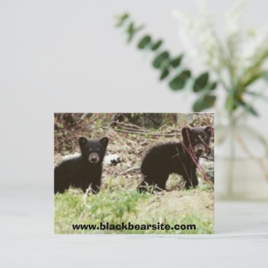 cubs, www.blackbearsite.com briefkaart (Staand voorkant)