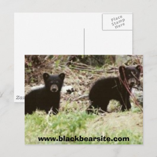 cubs, www.blackbearsite.com briefkaart (Voorkant / Achterkant)