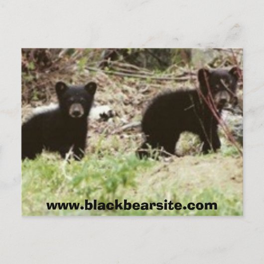 cubs, www.blackbearsite.com briefkaart (Voorkant)